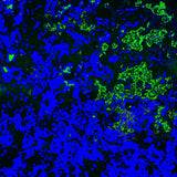 Fluorescent protein