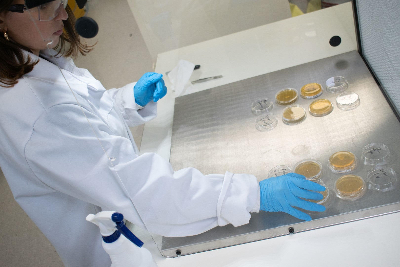 Laminar flow hood in use for bacterial plates