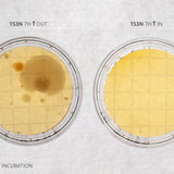 What is an Agar Plate?
